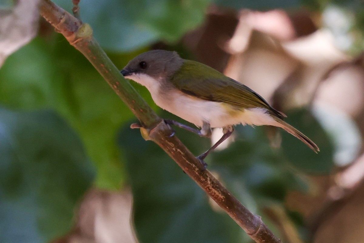 Green-backed Gerygone - ML643480928
