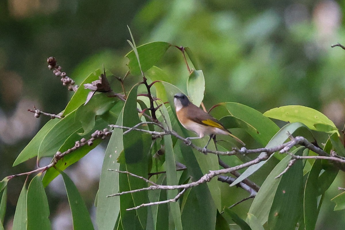 Rufous-banded Honeyeater - ML643480929