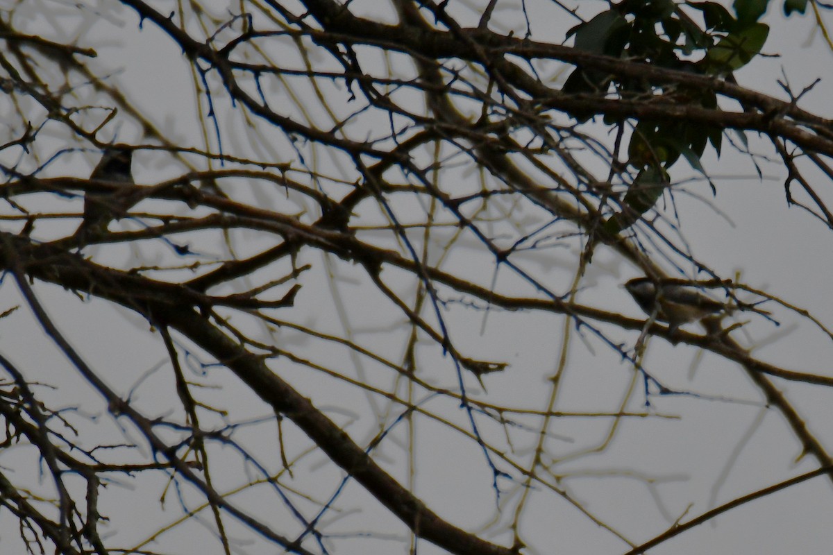 Carolina Chickadee - ML643480930
