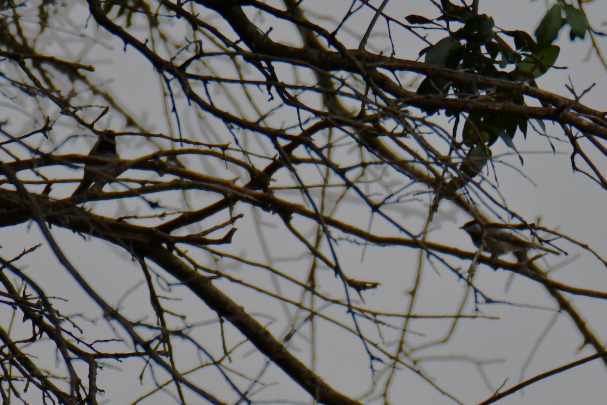 Carolina Chickadee - ML643480931
