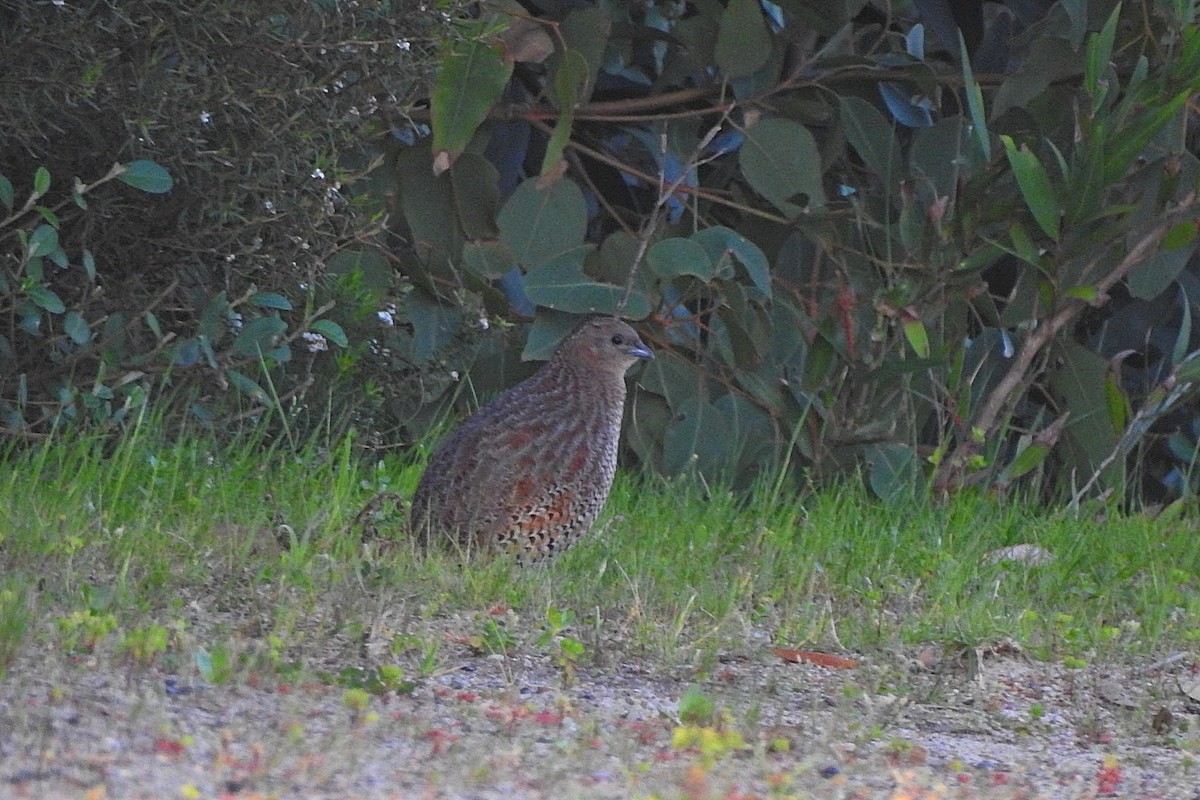Brown Quail - ML643480937