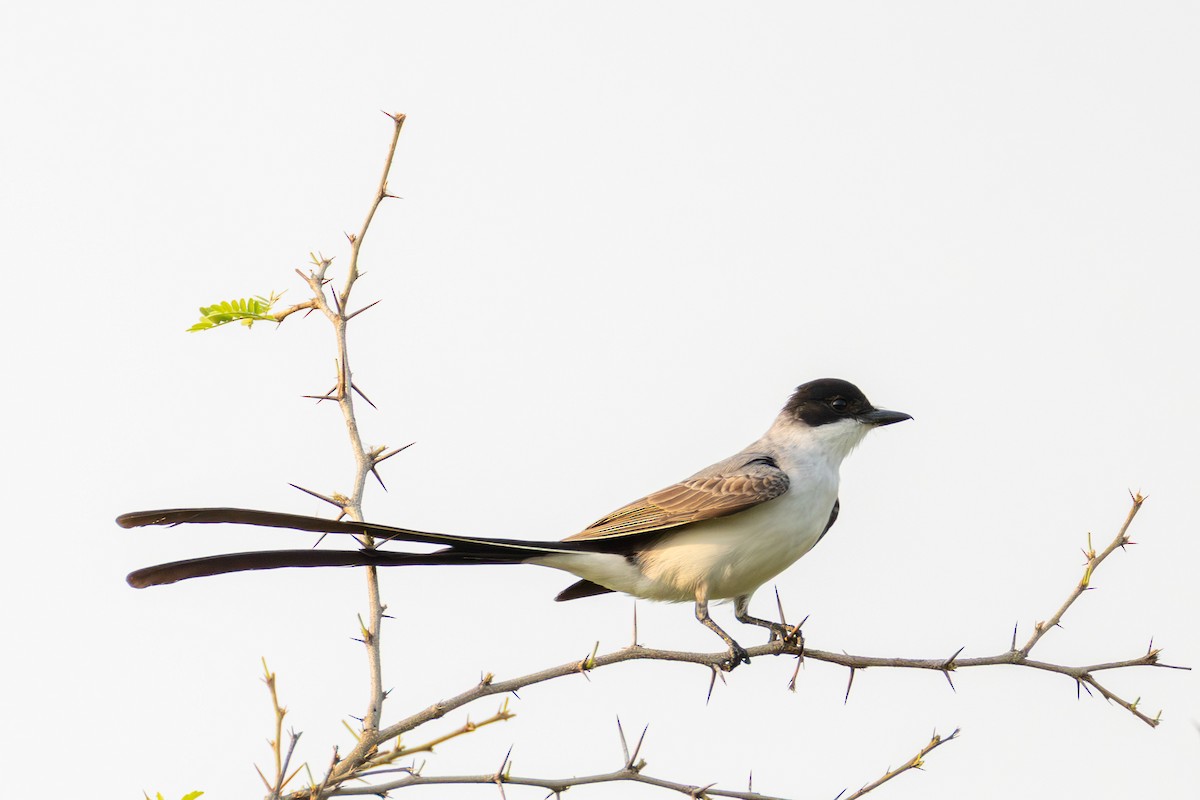 Fork-tailed Flycatcher - ML643480946