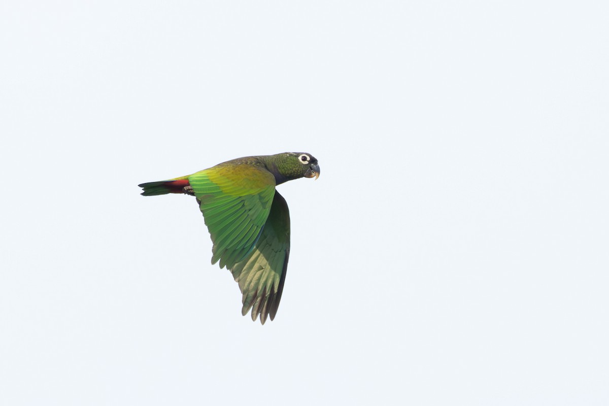 Scaly-headed Parrot - ML643480959