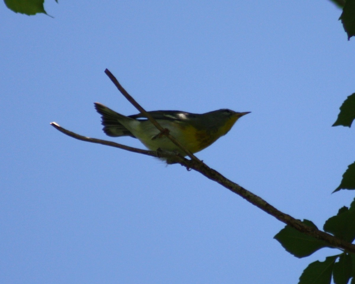 Northern Parula - ML643480983