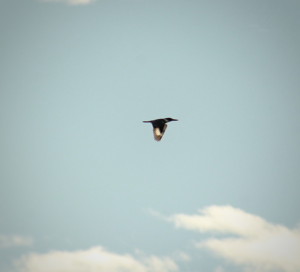 Belted Kingfisher - ML643480985