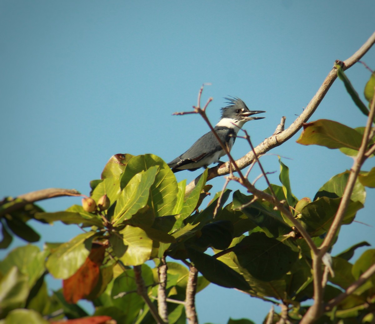 Belted Kingfisher - ML643480986