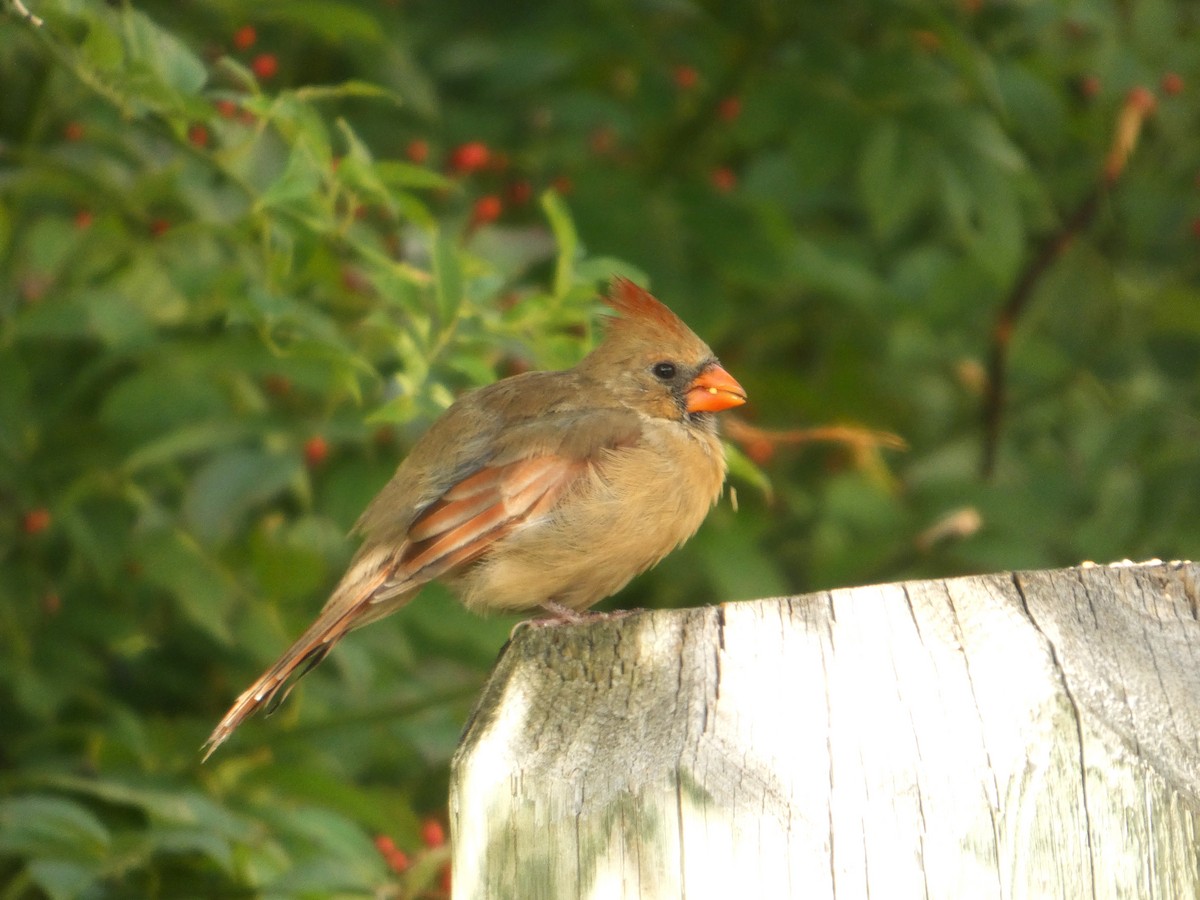 Northern Cardinal - ML643480991