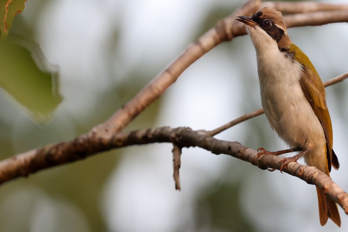 White-throated Honeyeater - ML643480992