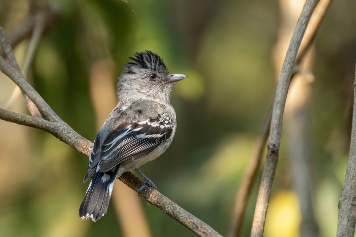 Bolivian Slaty-Antshrike - ML643480996