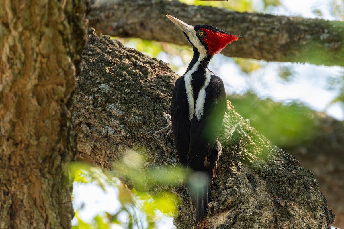 Crimson-crested Woodpecker - ML643481002
