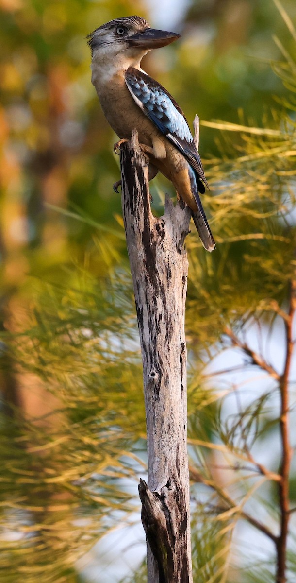 Blue-winged Kookaburra - ML643481009