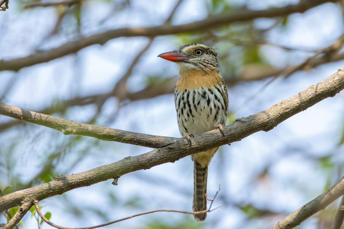flekkdovenfugl (striatipectus) - ML643481010
