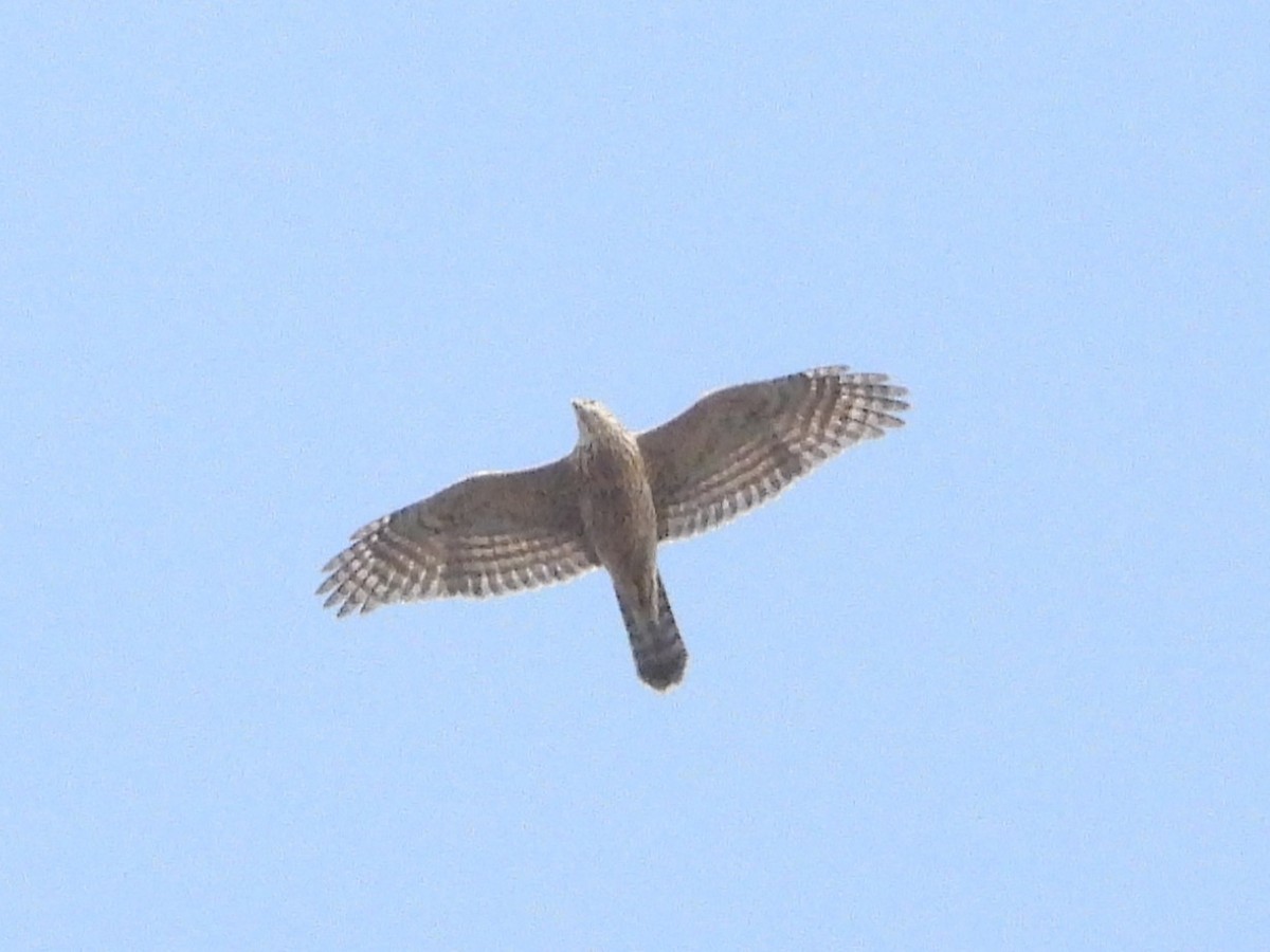 Eurasian Goshawk - ML643481017