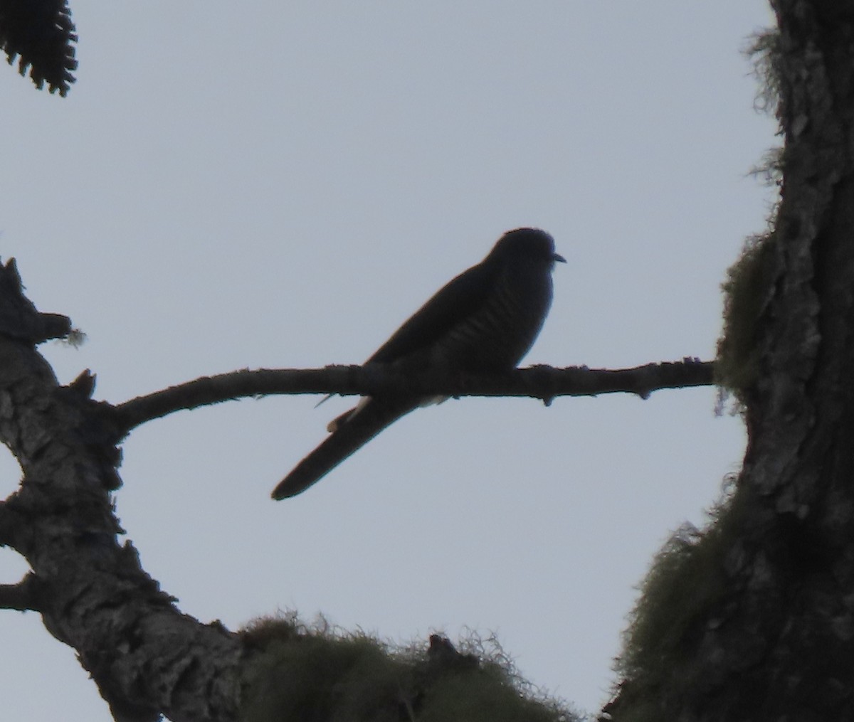Coucou de Madagascar - ML643481038