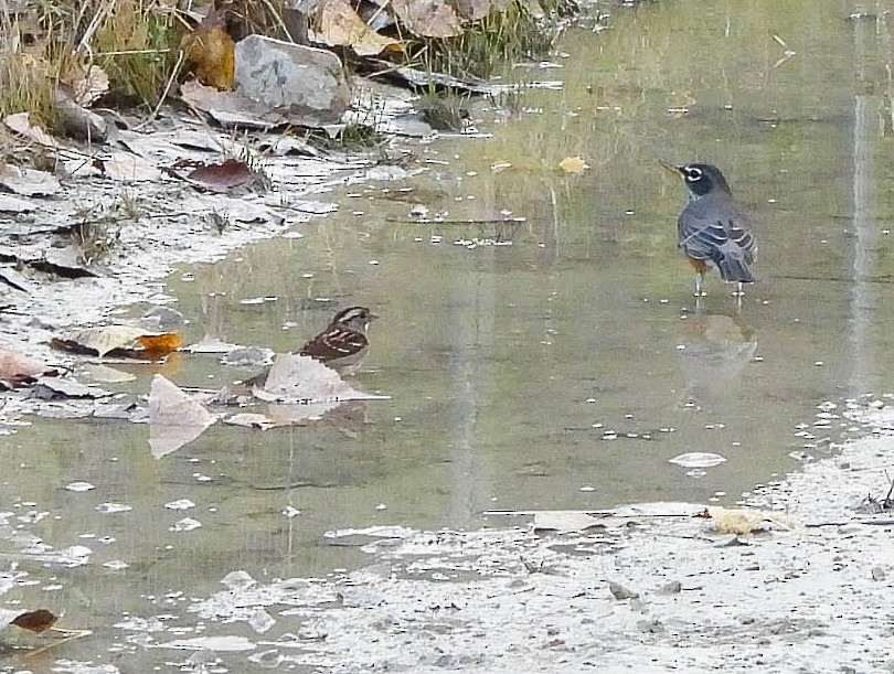 White-throated Sparrow - ML643481044