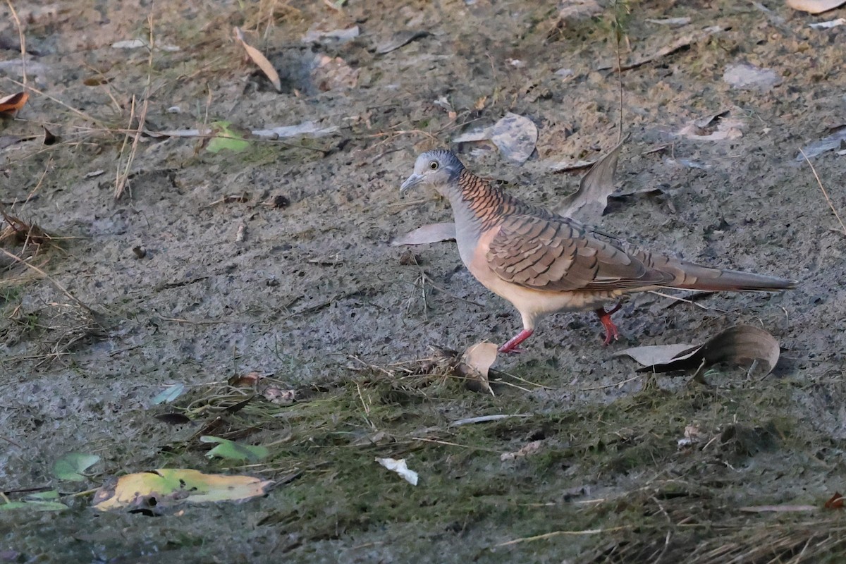 Bar-shouldered Dove - ML643481051