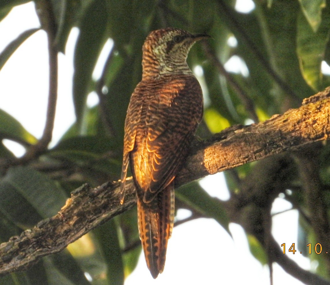Banded Bay Cuckoo - ML643481072
