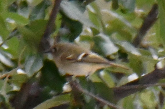 Reyezuelo Rubí - ML643481077