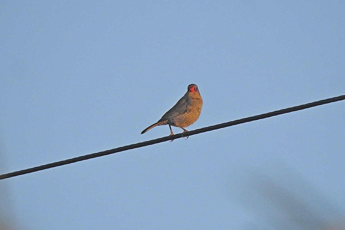 Red-eared Firetail - ML643481083
