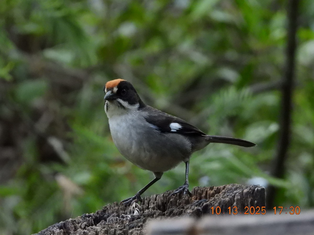 White-winged Brushfinch - ML643481087