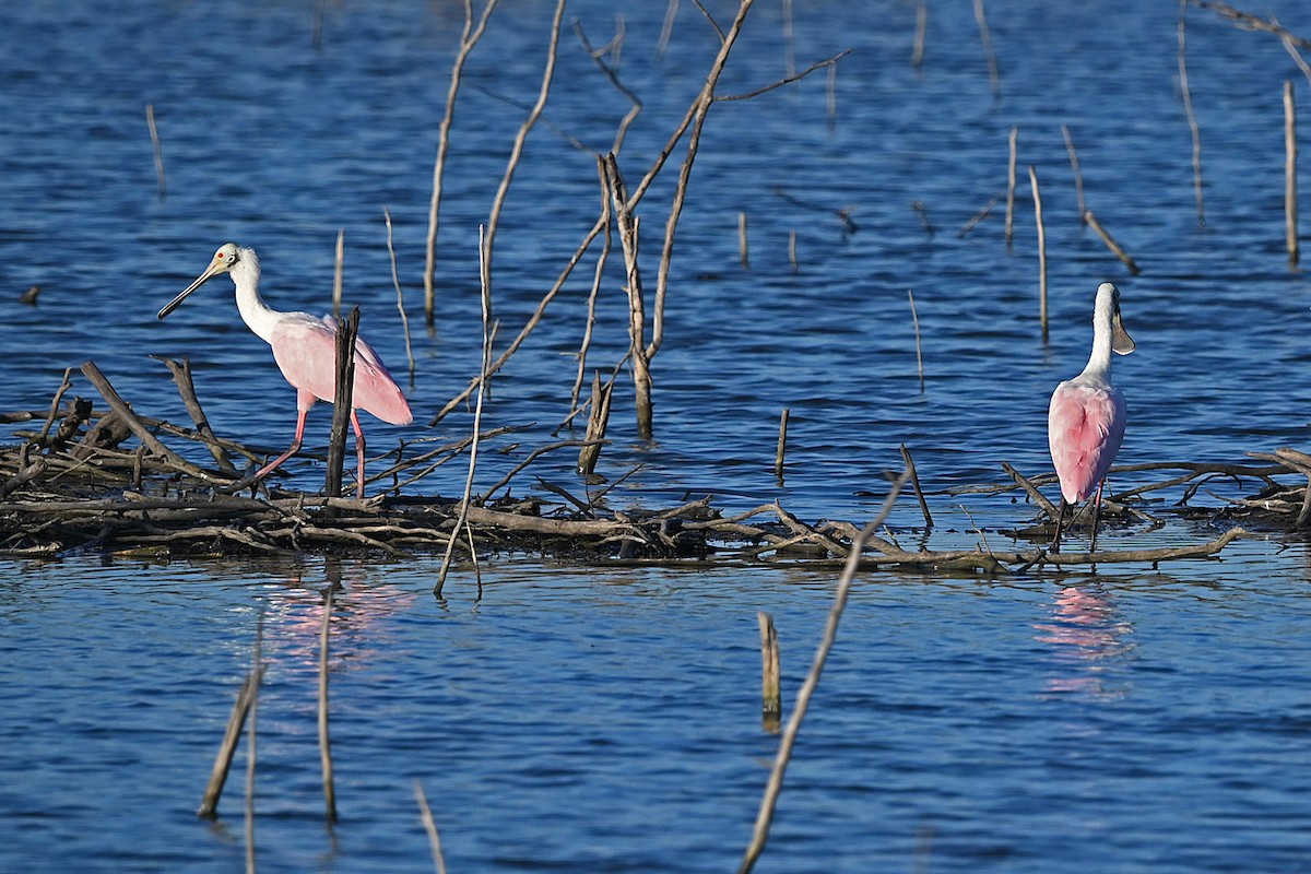 Roseate Spoonbill - ML643481098
