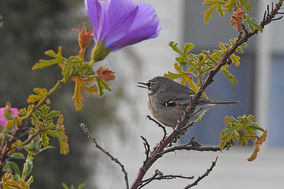 Spotted Scrubwren - ML643481104