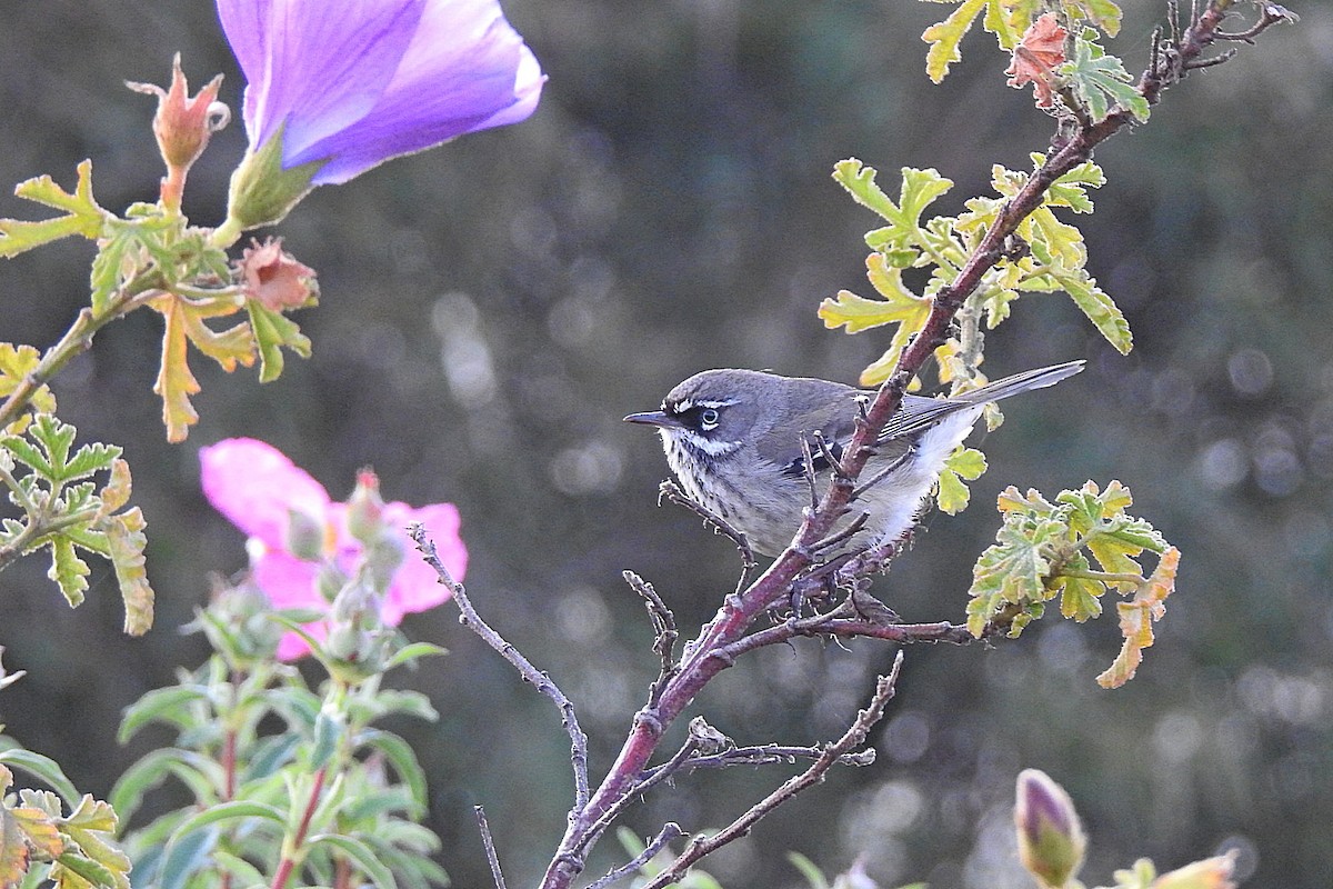 Spotted Scrubwren - ML643481105