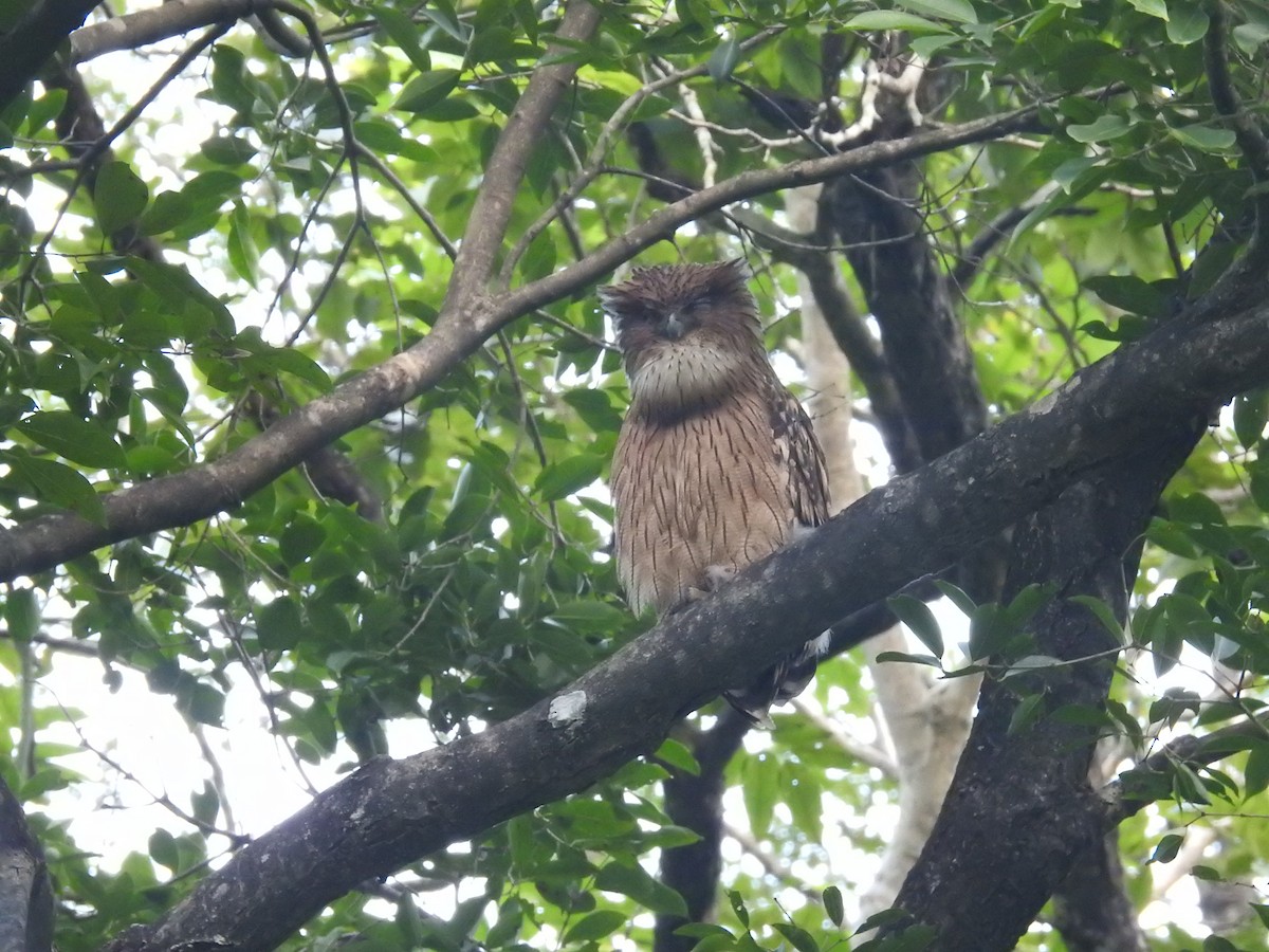 Brown Fish-Owl - ML643481107
