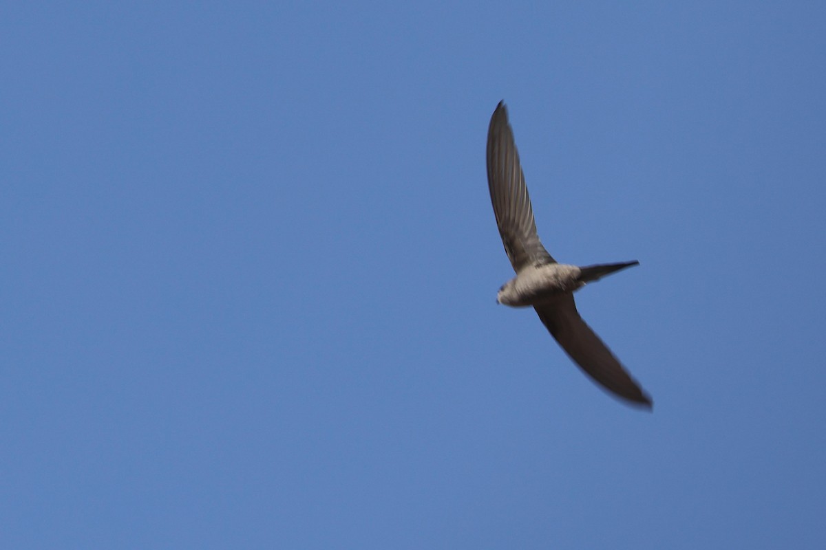 Schuppensegler - ML643481117