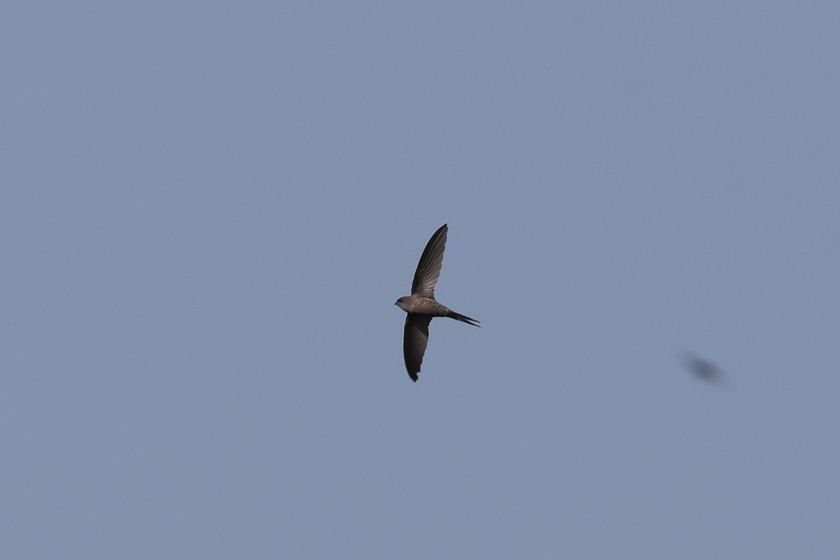 Schuppensegler - ML643481120