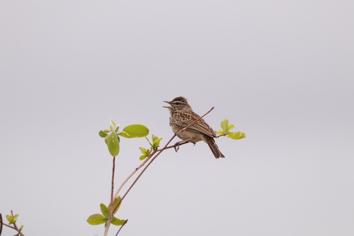 Sabota Lark - ML643481134