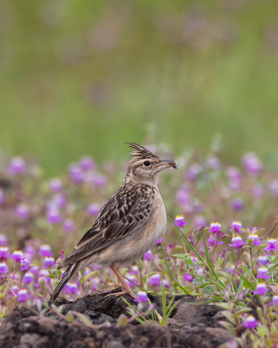 Tawny Lark - ML643481137