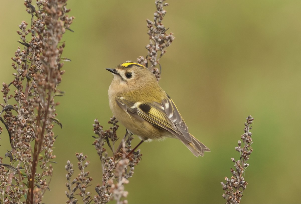 Wintergoldhähnchen - ML643481138
