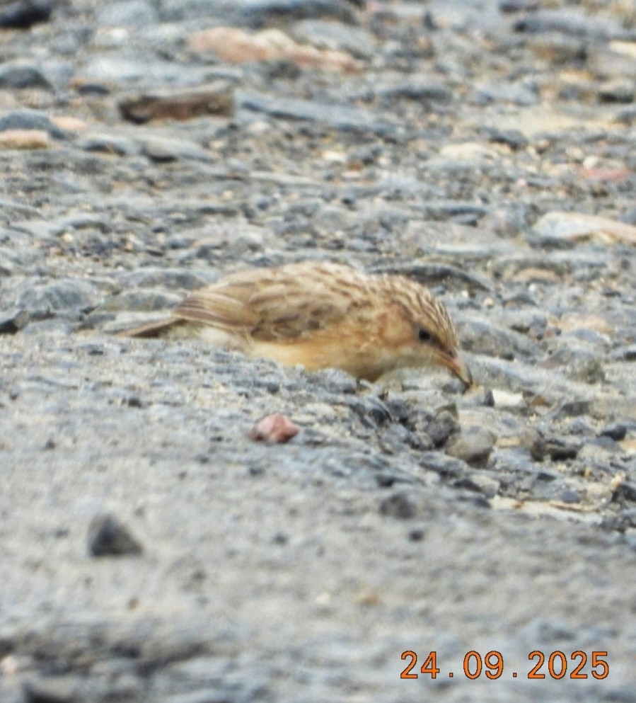 Common Babbler - ML643481140