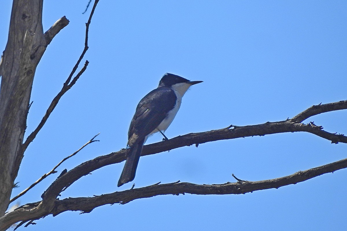 Restless Flycatcher - ML643481143