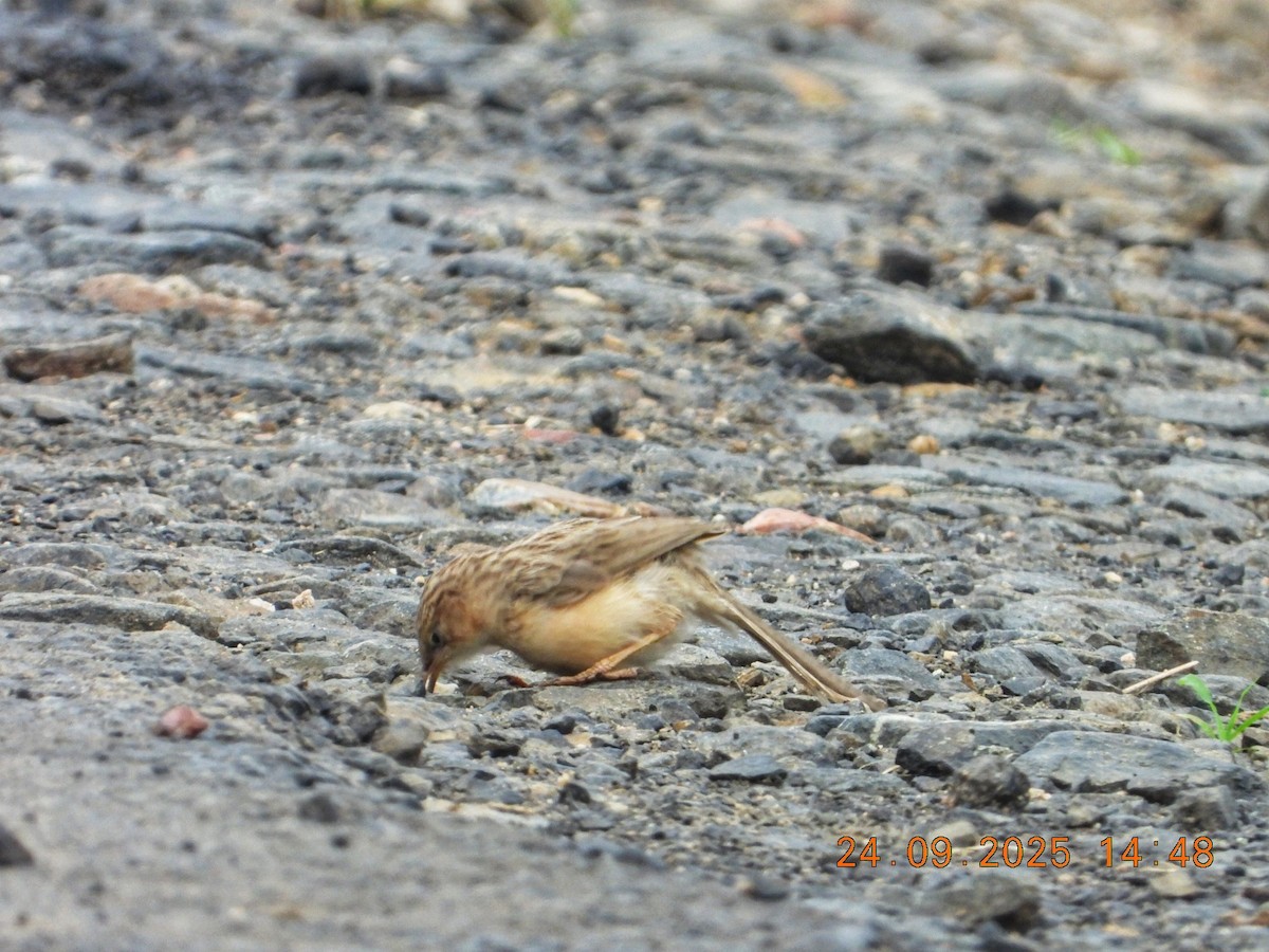 Common Babbler - ML643481144