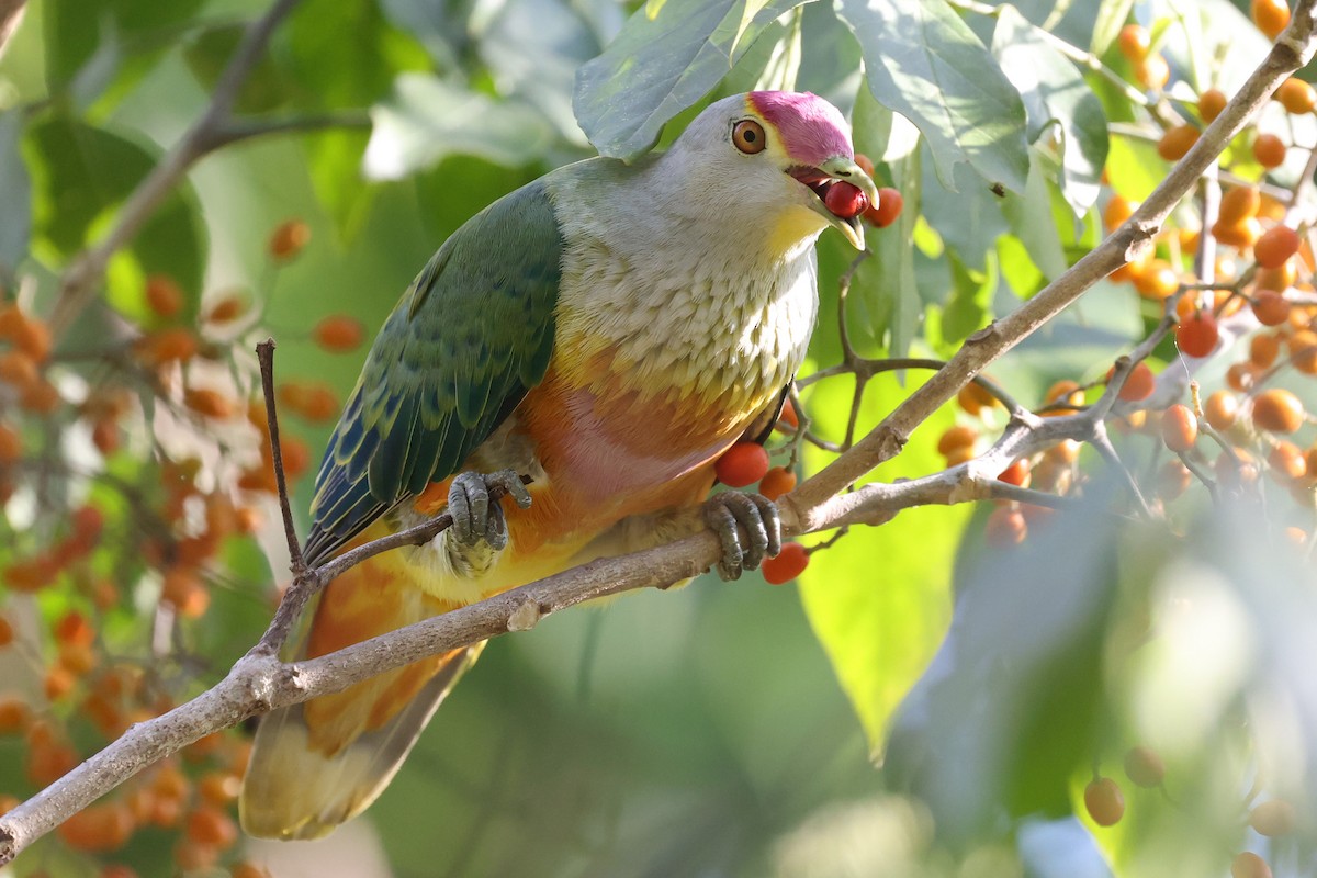 Rose-crowned Fruit-Dove (Rosy-crowned) - ML643481145