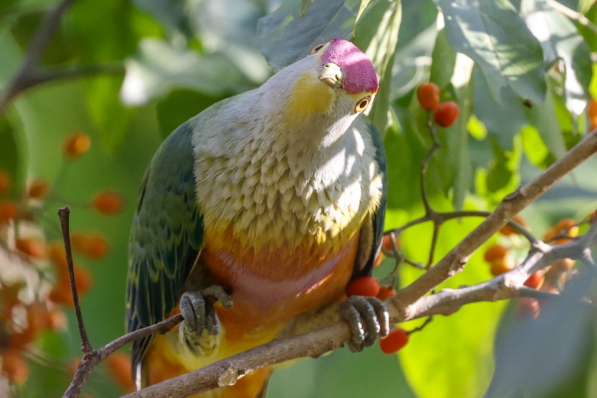 Rose-crowned Fruit-Dove (Rosy-crowned) - ML643481146