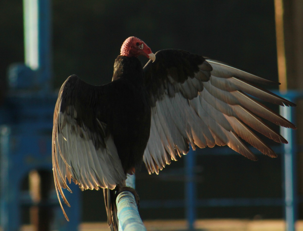 Hindi Akbabası - ML643481152