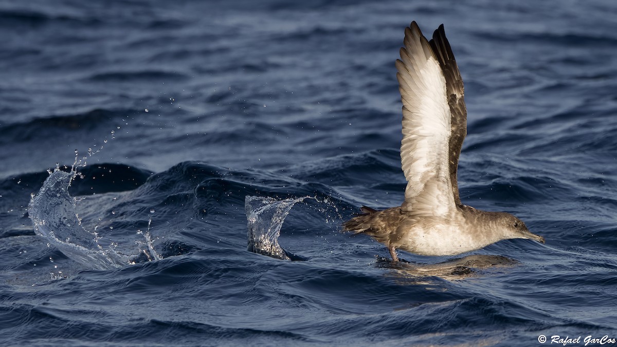 Balearic Shearwater - ML643481157