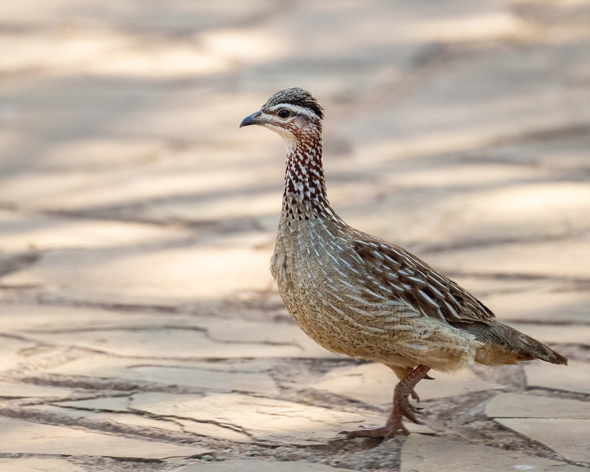 Crested Francolin - ML643481158