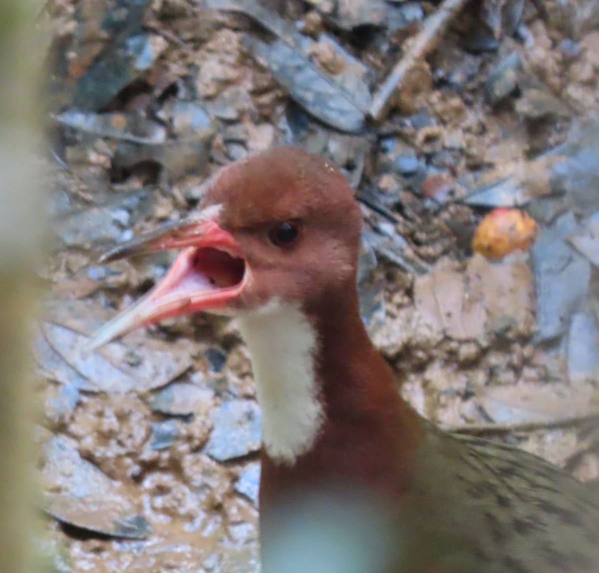 White-throated Rail - ML643481160