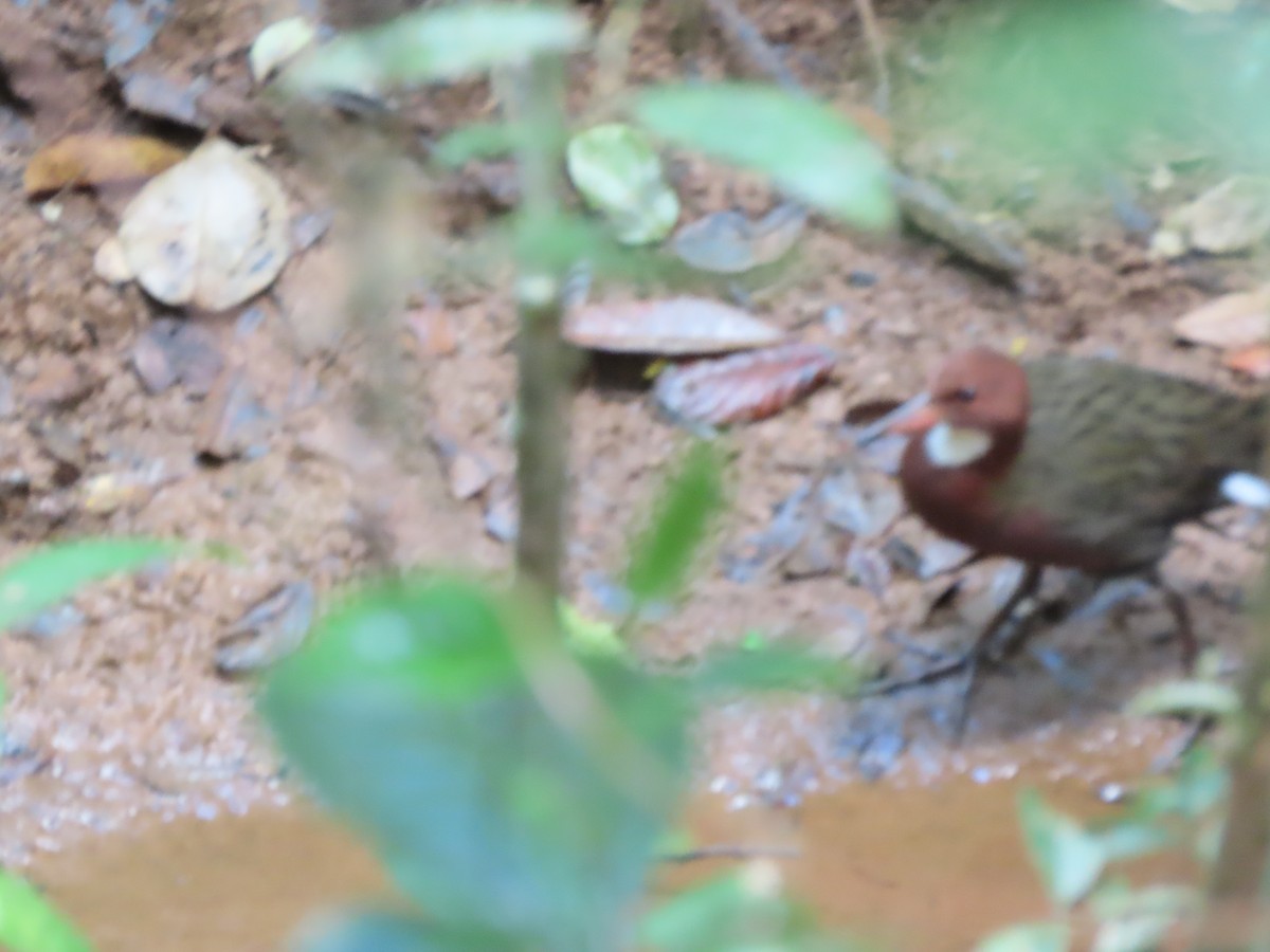 White-throated Rail - ML643481162