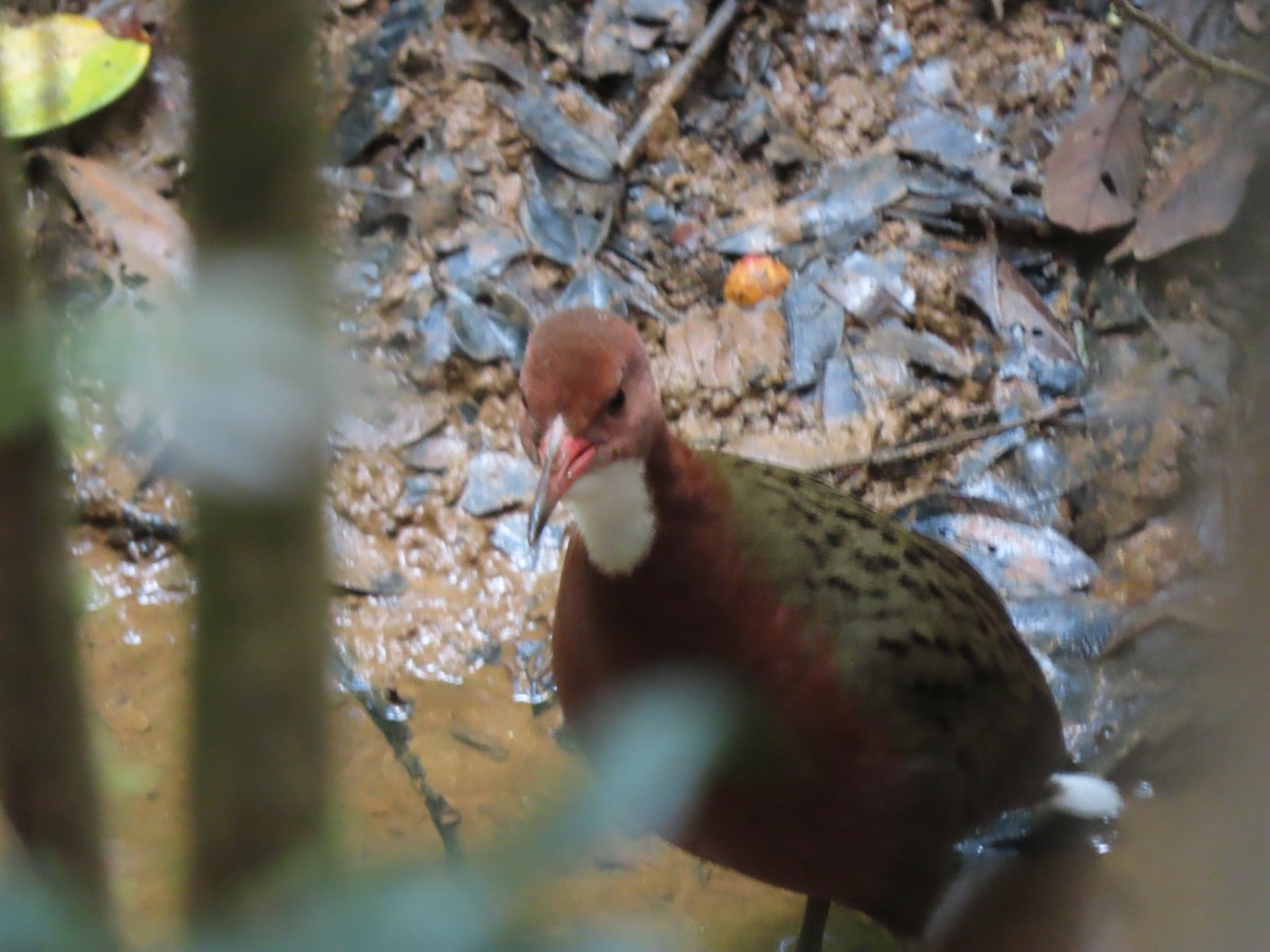 White-throated Rail - ML643481163