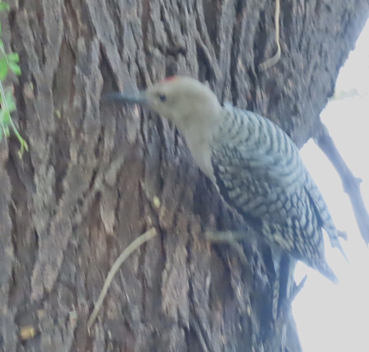 Gila Woodpecker - ML643481165