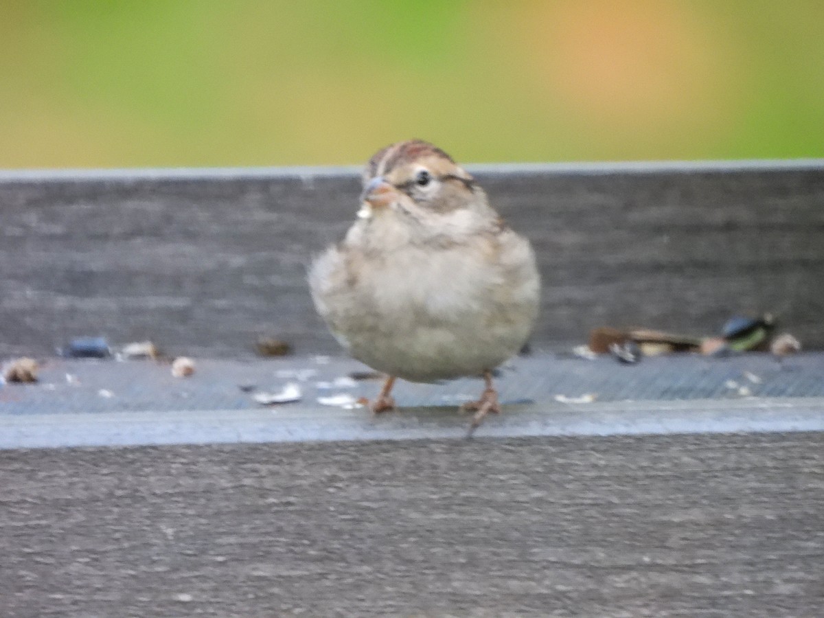 Chipping Sparrow - ML643481168