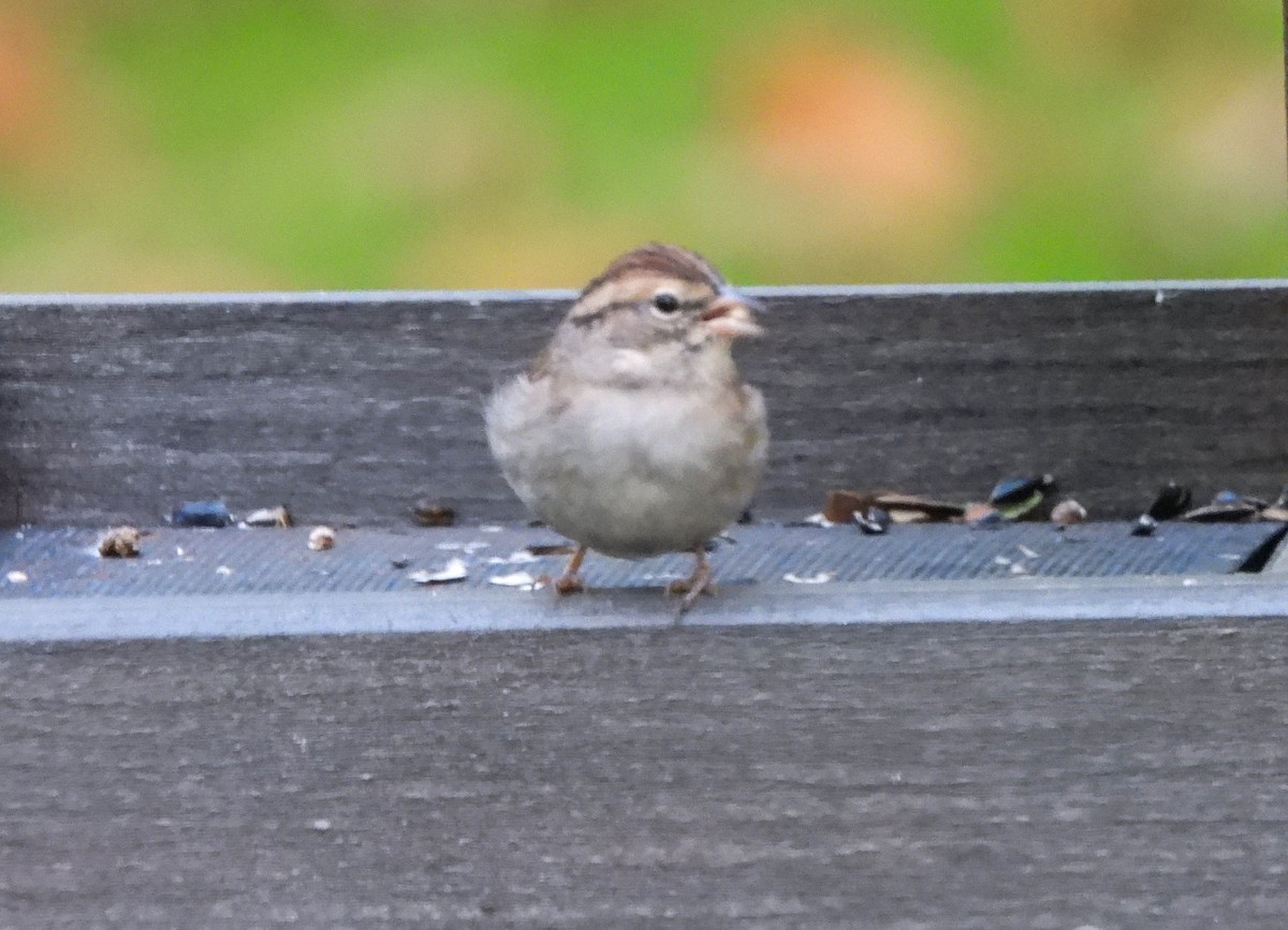 Chipping Sparrow - ML643481169