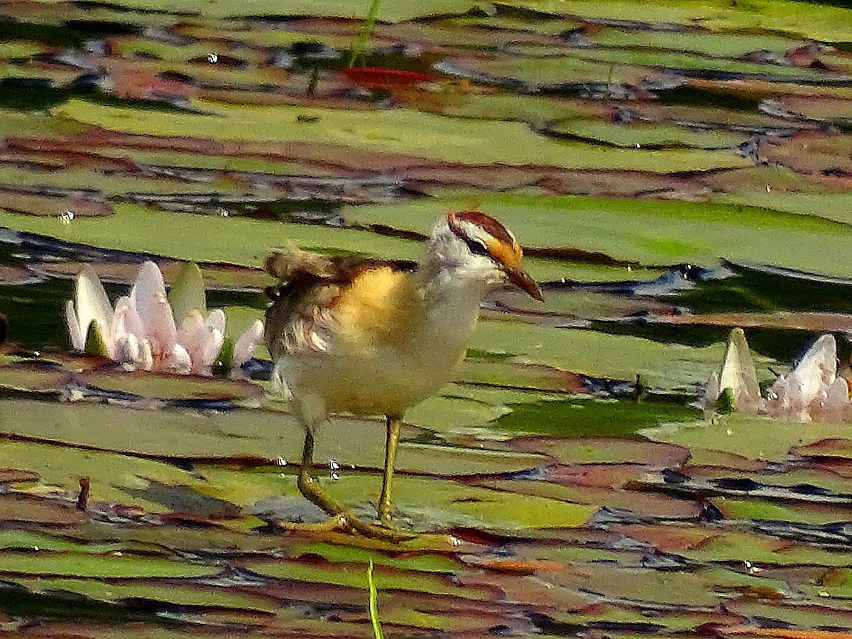 Lesser Jacana - ML643481172