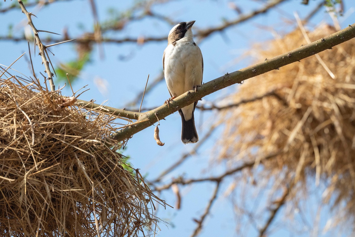 White-browed Sparrow-Weaver - ML643481174