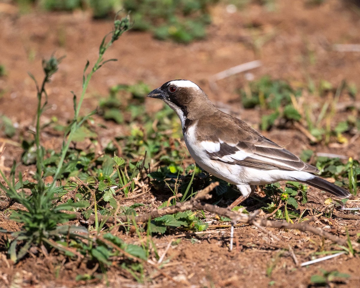 White-browed Sparrow-Weaver - ML643481175